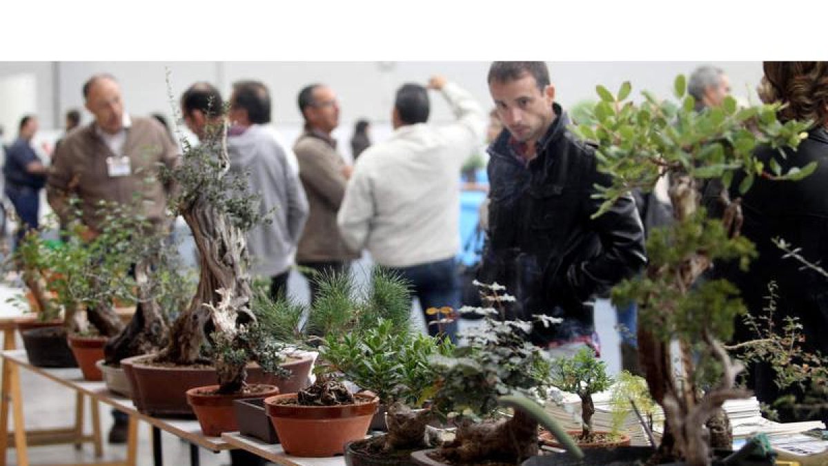 El congreso reúne en el Bembibre Arena a más de 300 ejemplares de bonsáis durante todo el fin de semana.