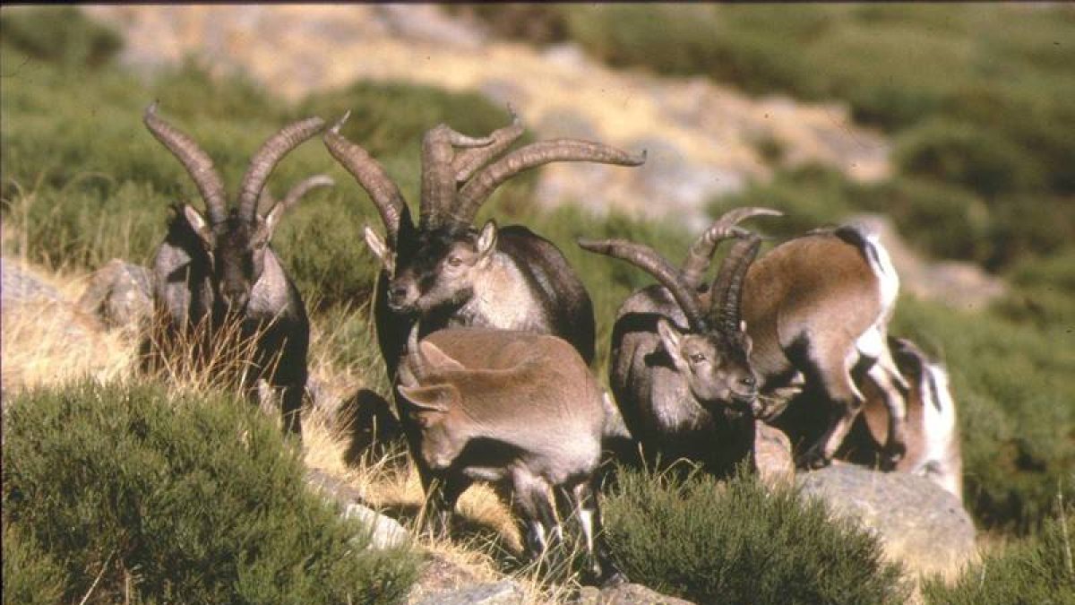 Ejemplares de cabra montesa en la provincia de León