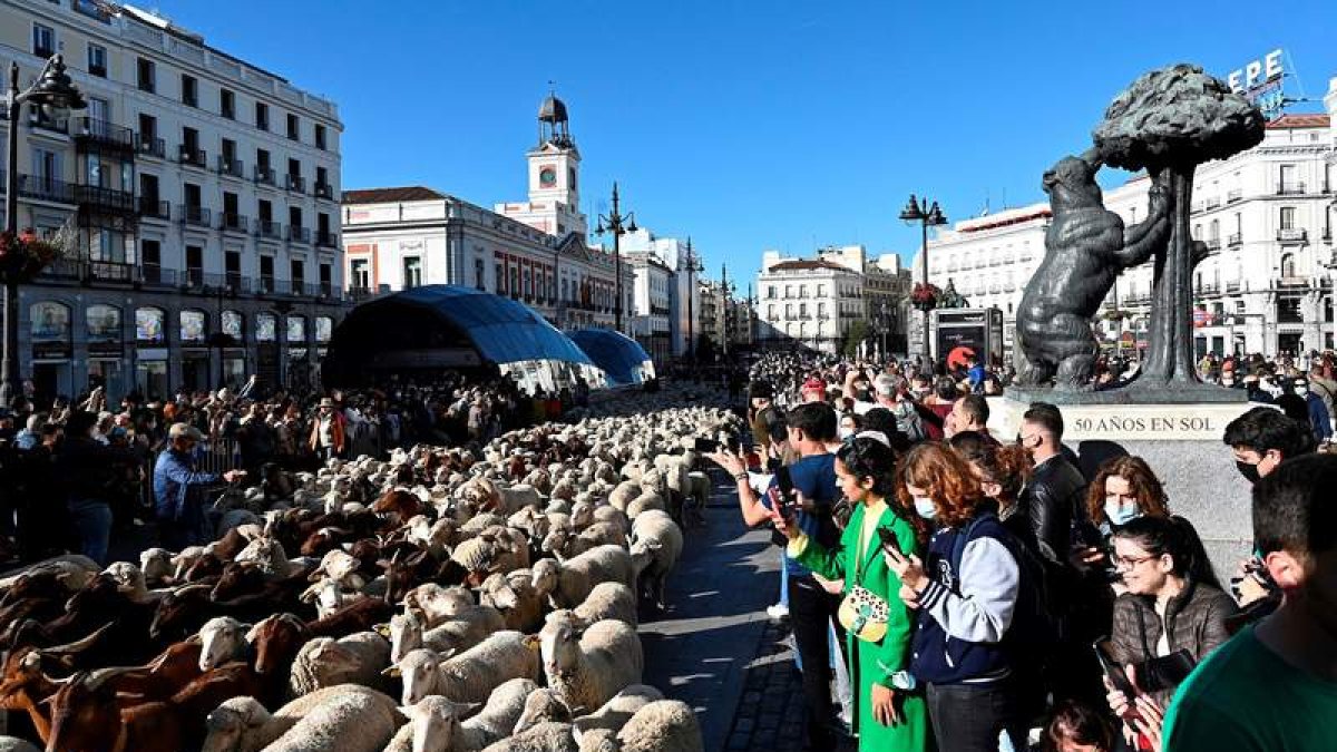 Ovejas merinas y cabras retinas pasan por la Puerta del Sol de Madrid. FERNANDO VILLAR