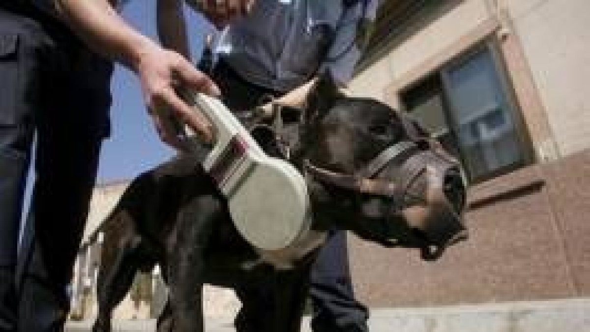 Control de un perro pitbull en una calle de León por agentes de la policía