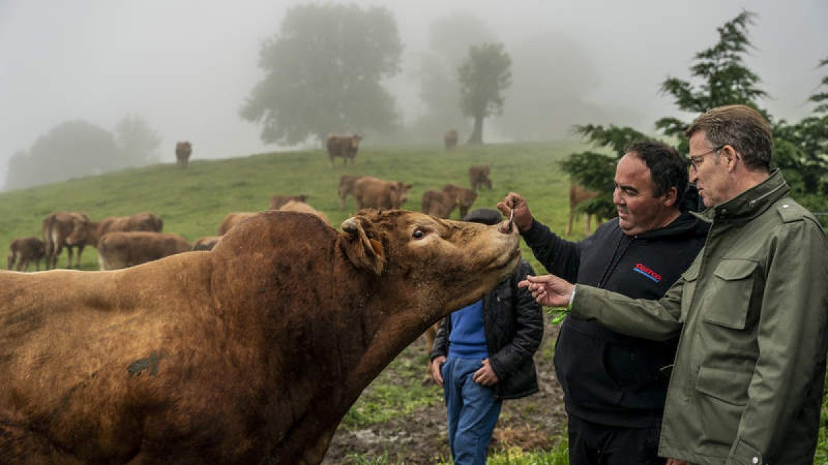 Alberto Núñez Feijoó visita ayer la ganadería ‘El Cerrillo’ en Ruesga (Cantabria). ROMÁN G. AGUILERA