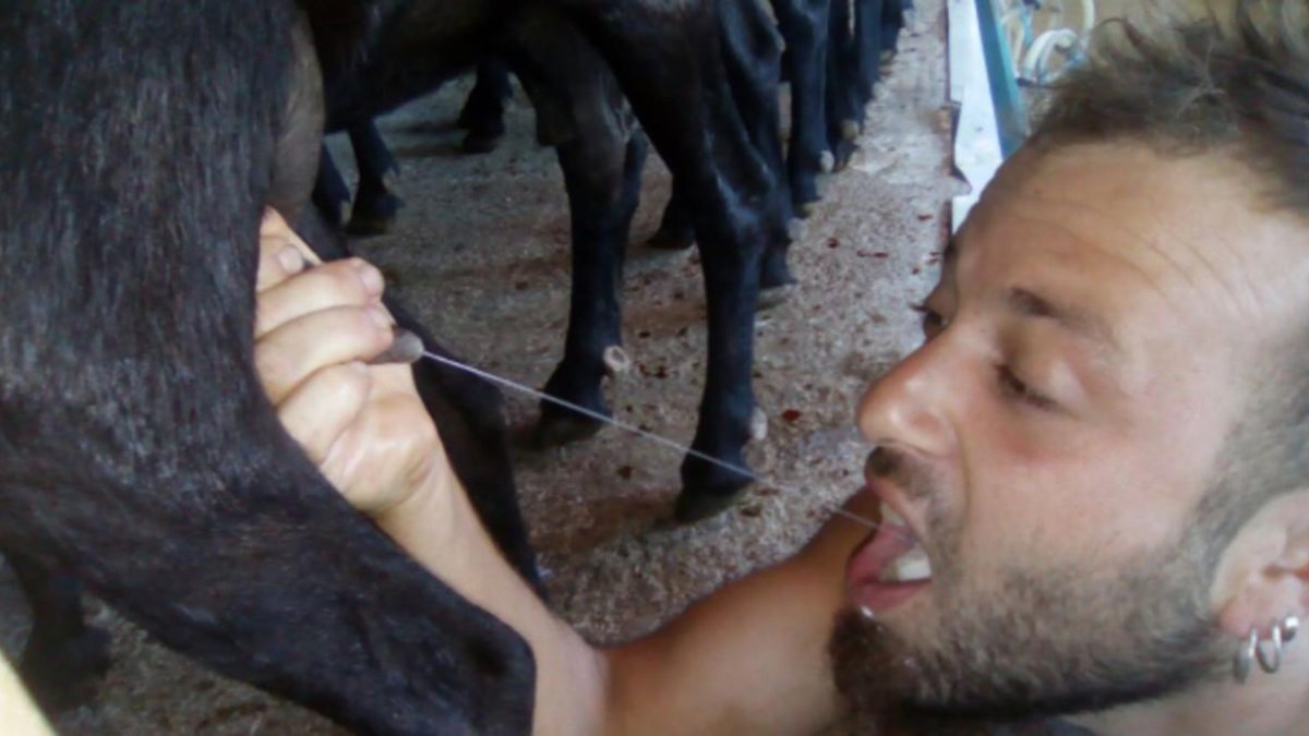 El ganadero Marc Vives bebe leche directamente de la ubre de uno de sus animales.