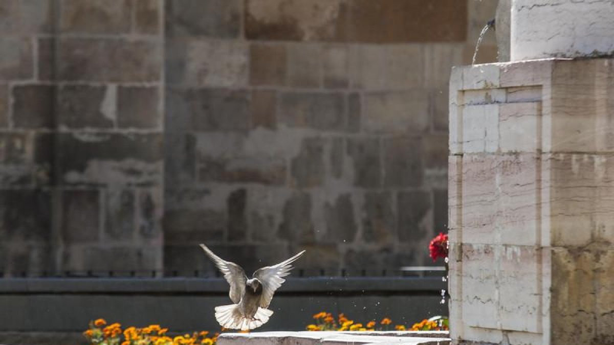 Una paloma en la fuente de San Marcelo.