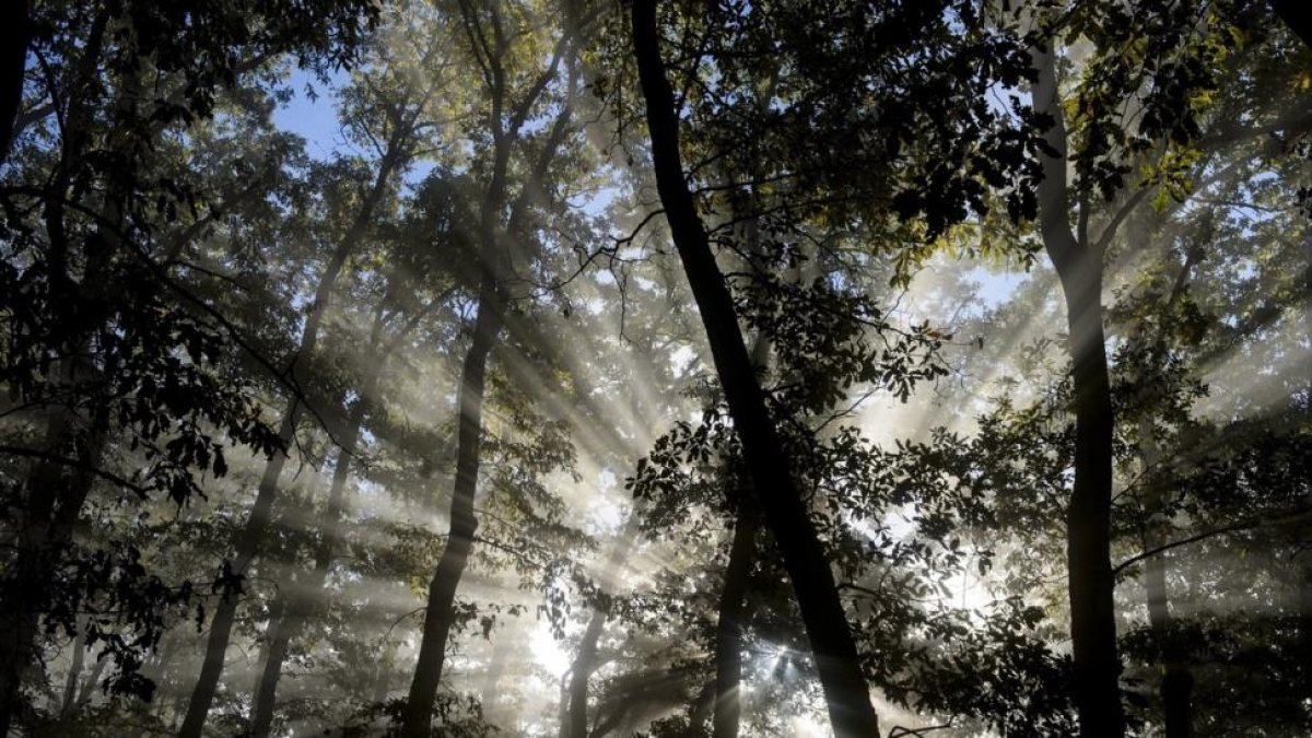 La sustitución de pinos por encinas en los bosques se acelera por la falta de gestión forestal.