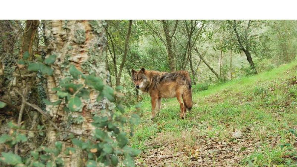 Un lobo en un bosque leonés