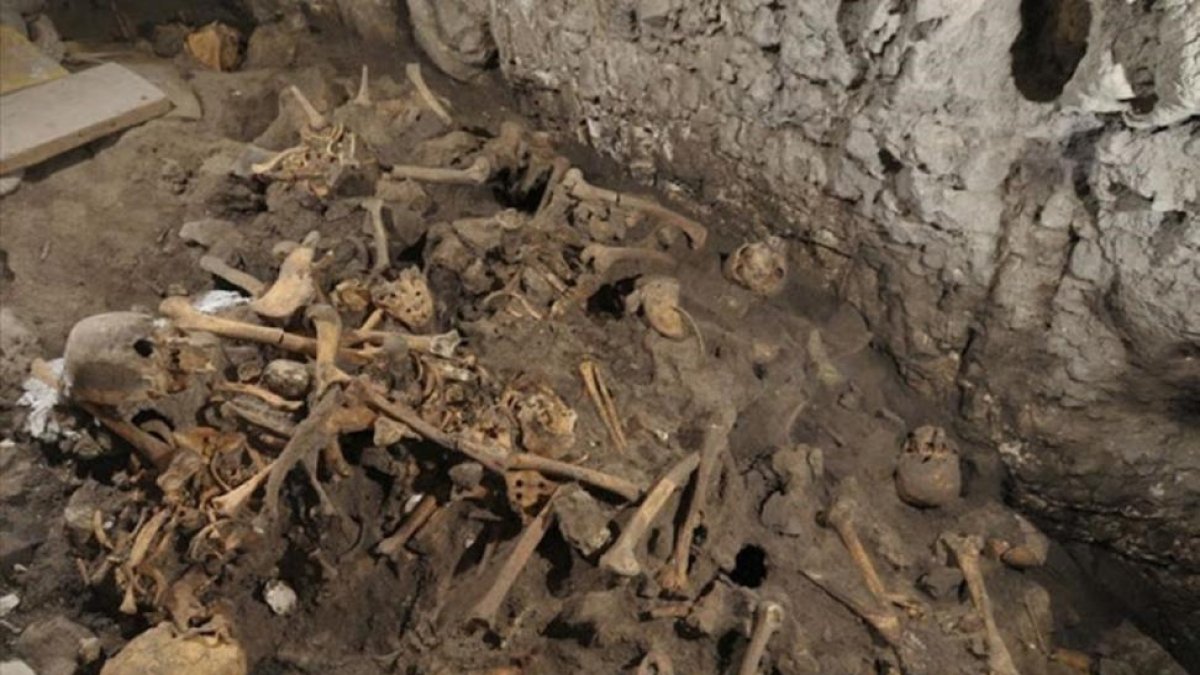 Fósiles hallados en Atapuerca.
