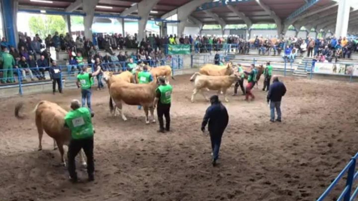 Imagen del concurso ganadero celebrado el pasado mes de abril en Cangas del Narcea. DL