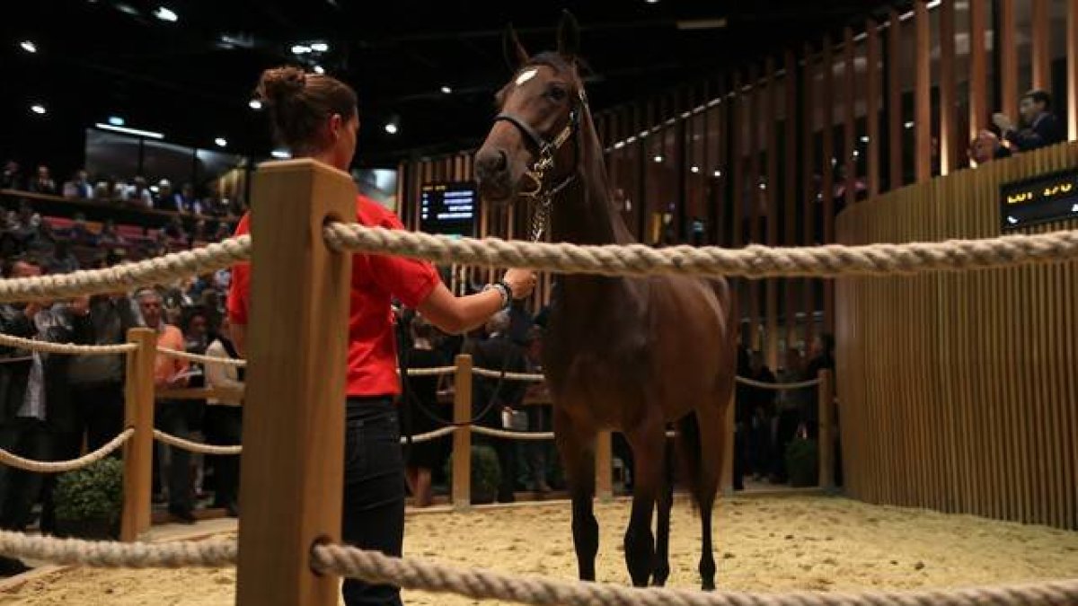 Uno de los jóvenes caballos de carrera, valorado en 1.200.000 euros, que se vendieron en la puja del domingo 16 de agosto en las cuadras de Elie de Brignac en Deauville.
