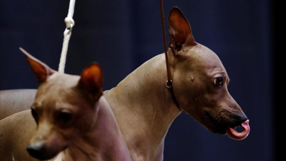 Un perro de raza Terrier en la Exposición canina Westminster Kennel Club en Nueva York.
