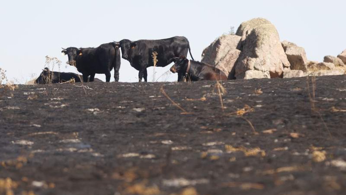 Reses en la zona arrasada por el incendio de Navalacruz, el cuarto más grave desde que hay registros. JUAN CARLOS HIDALGO