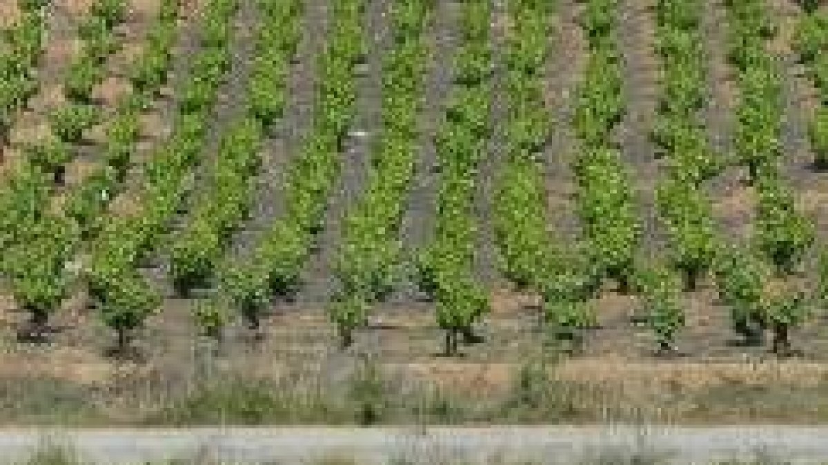 La calidad de los vinos del Bierzo hace difícil que los viticultores opten por arrancar cepas