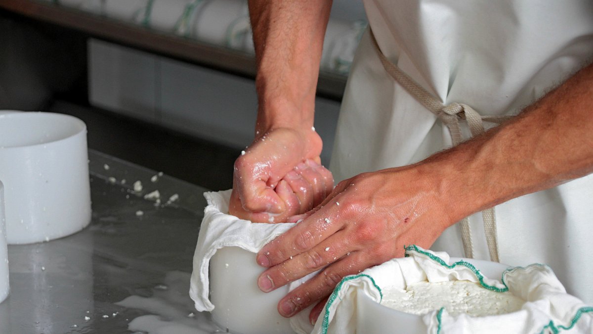 Producción de los quesos de oveja de Javier Manzano, en Barrillos de Curueño. PEIO GARCÍA