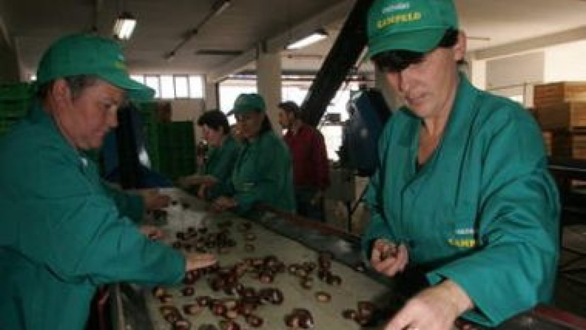 Trabajadoras en el proceso de selección de la castaña en una planta de la comarca.