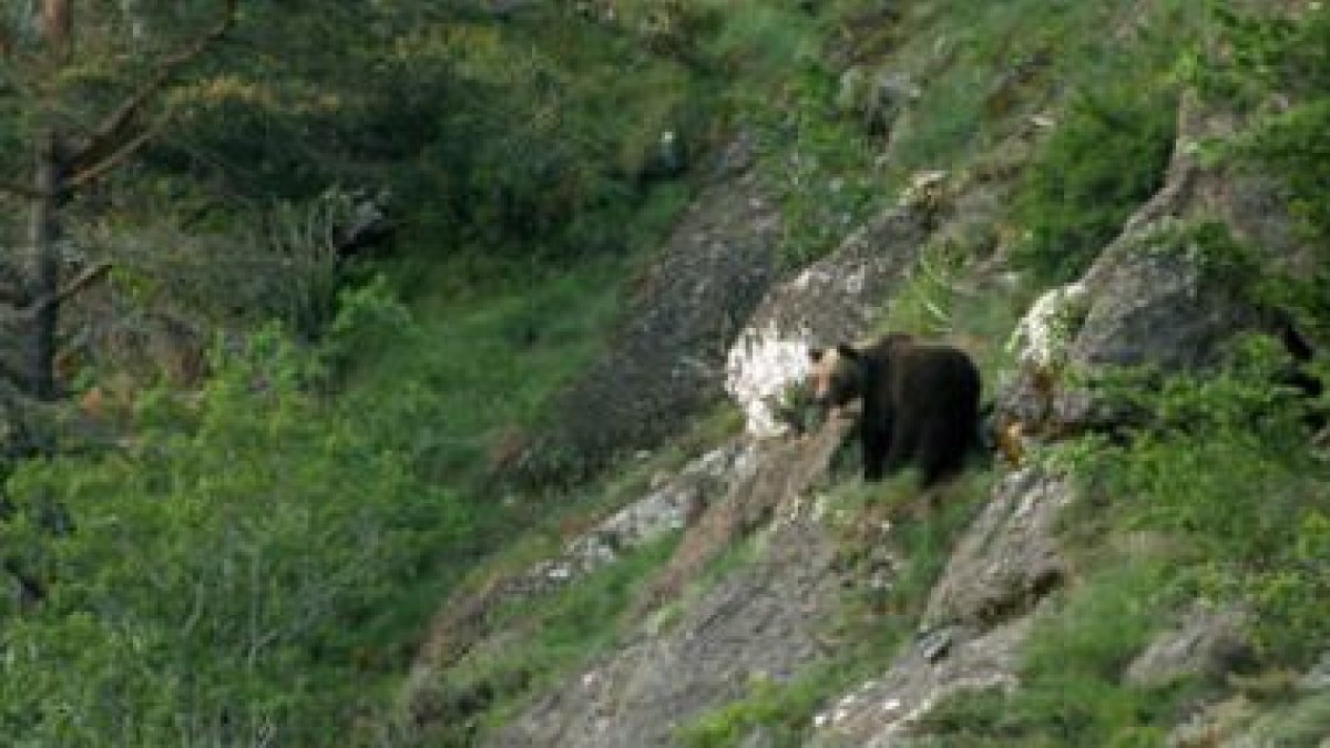Uno de los osos avistados en la montaña leonesa por la Fundación Oso Pardo.
