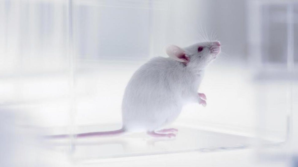 Ratón usado para la investigación en laboratorios.