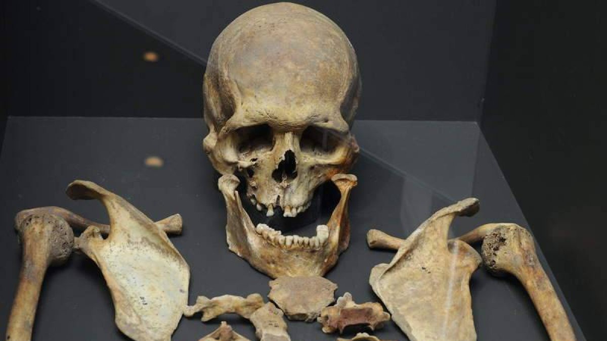 Esqueleto del hombre de La Braña que puede verse actualmente en el edificio Pallarés del Museo de León.
