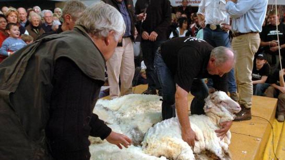 Dos hombres participan en un concurso de esquilado de ovejas merinas en Cromwell, Nueva Zelanda, en el 2004.