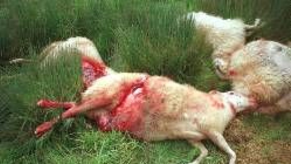 Los ataques a las ovejas y cabras son una constante en la ganadería de la provincia leonesa