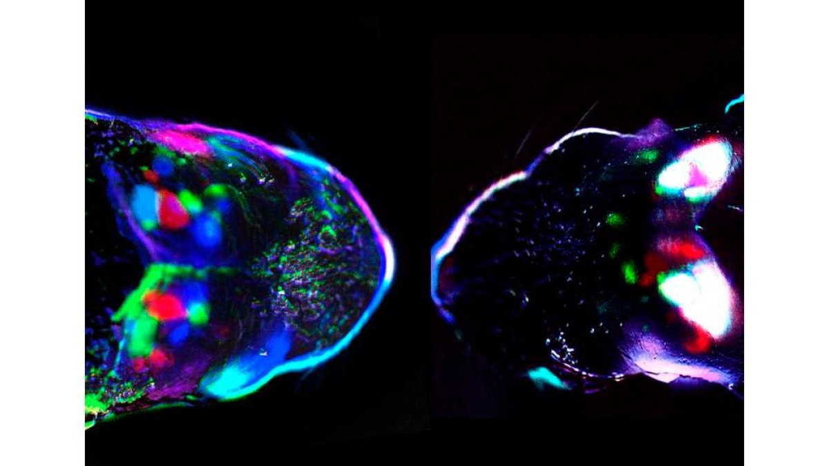 Actividad cortical espontánea al nacer en un ratón (izquierda)  con las ondas bloqueadas. csic-umh