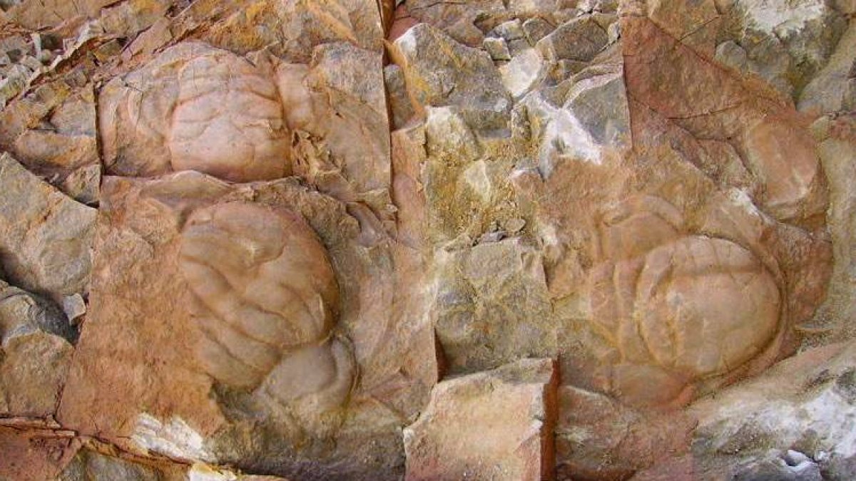 Cabezas de trilobites encontradas en las formaciones rocosas de Barrios de Luna.