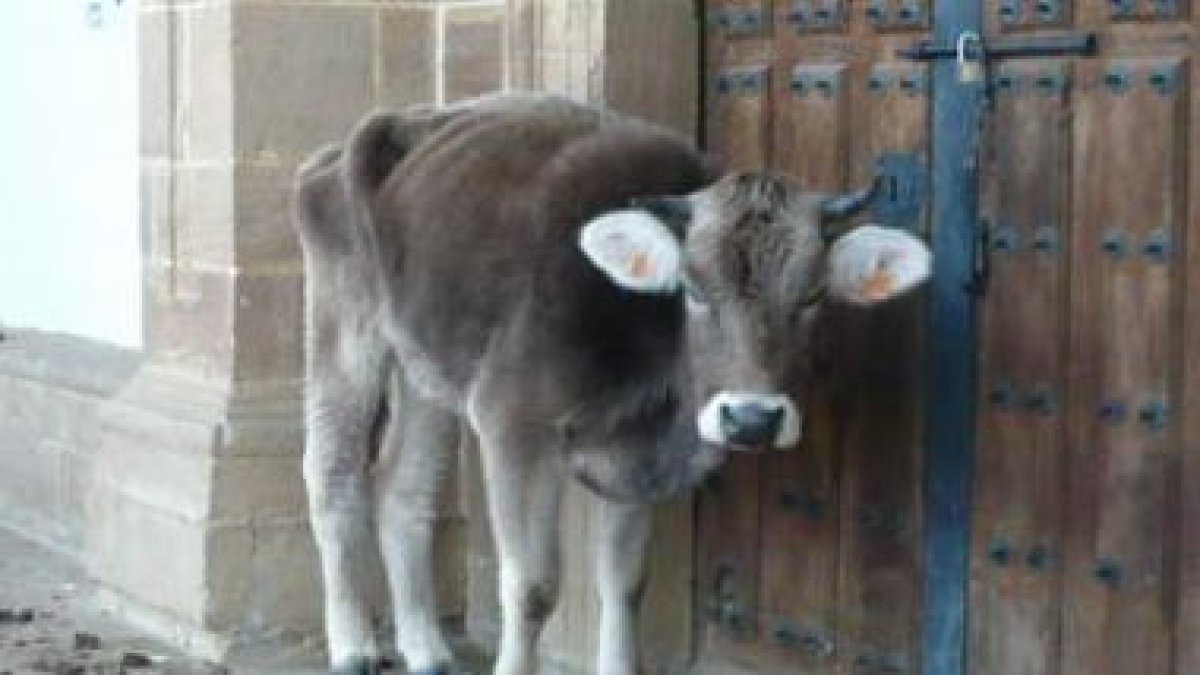 Una de las vacas muertas que apareció en el santuario de La Mata de Monteagudo