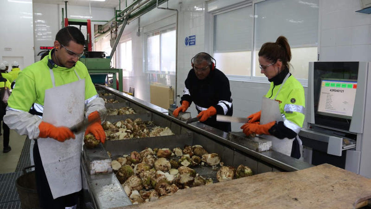 Trabajadores de Azucarera proceden a descoronar la raíz en la fábrica de La Bañeza.