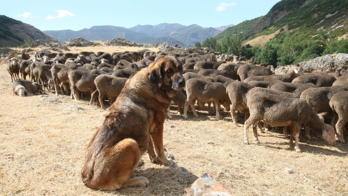 Europa reconoce que los ataques al ganado por parte del lobo se han incrementado. NORBERTO