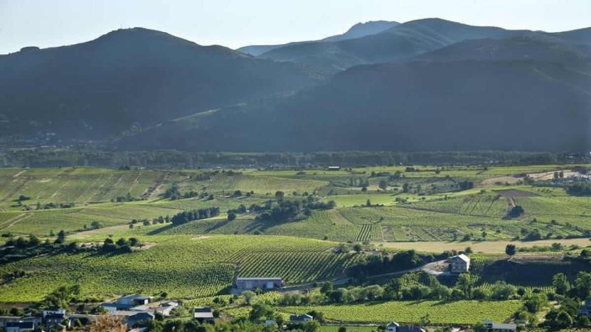 Imagen de un paisaje de viñedos en el Bierzo. CRDO