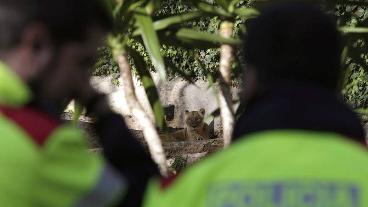 La policía en el lugar donde el hombre fue atacado por leones en el Zoo de Barcelona