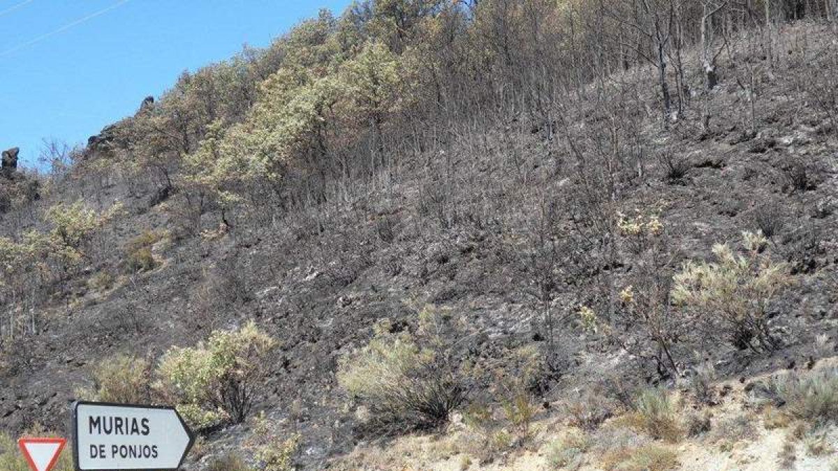 Parte de la superficie arrasada por el incendio forestal en Murias de Ponjos.