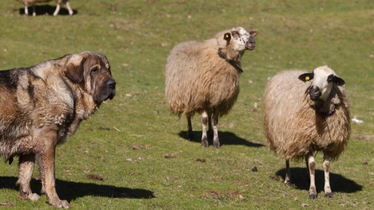 Un mastín atento a la defensa de las ovejas. JESÚS F. SALVADORES