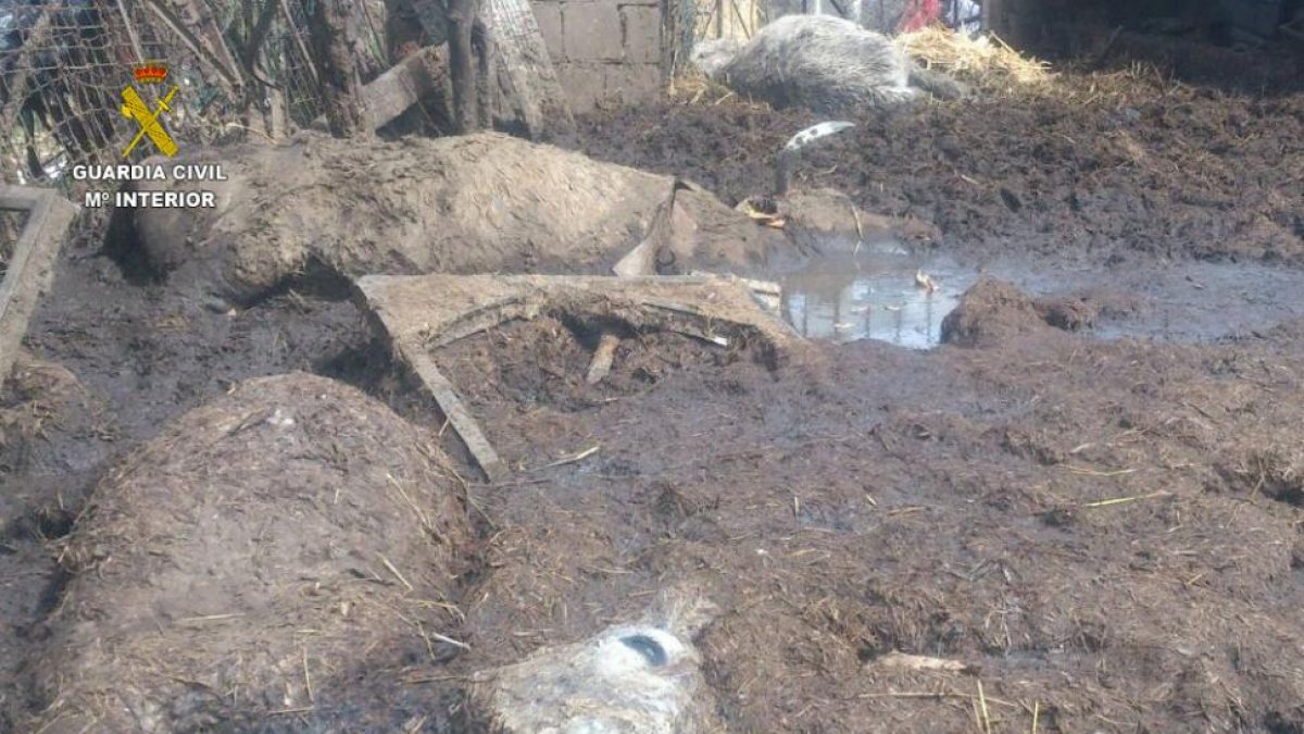 Imagen de los cadáveres hallados en la finca de Villablino