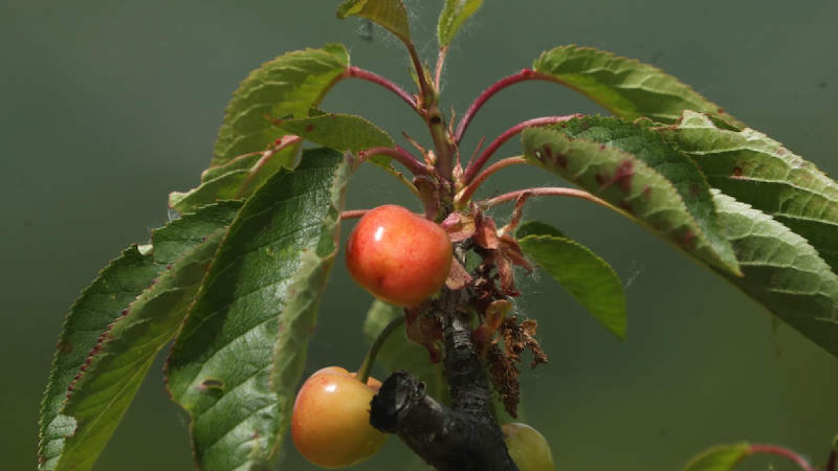 Cerezas ya maduras en el pueblo de Horta, Ayuntamiento de Corullón, ayer por la mañana. L. DE LA MATA