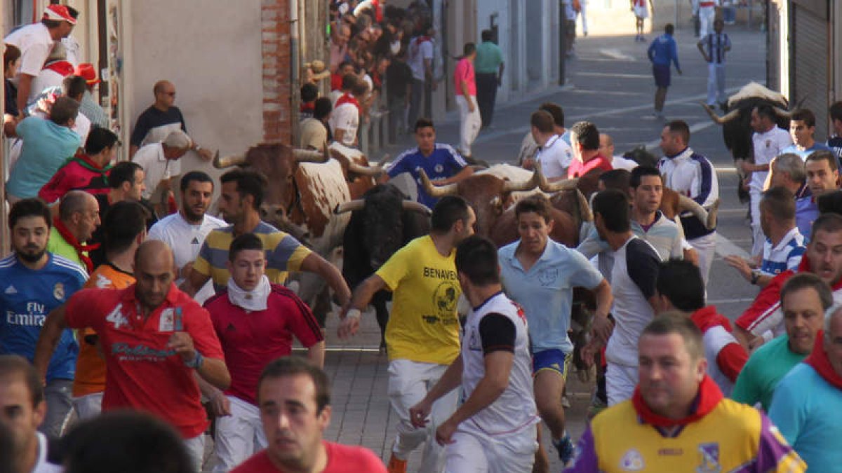 Imagen del encierro celebrado ayer por las calles de la localidad segoviana de Cuéllar.