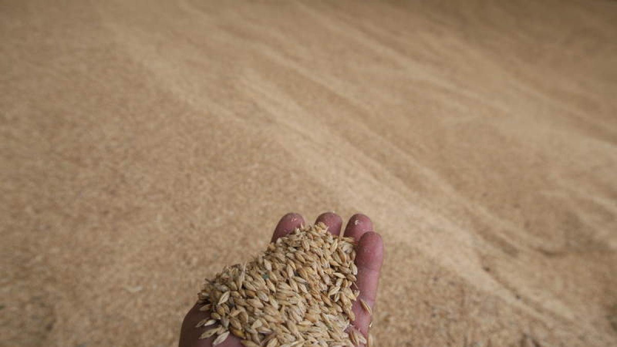 El sector del cereal es uno de los más afectados por la invasión. DL