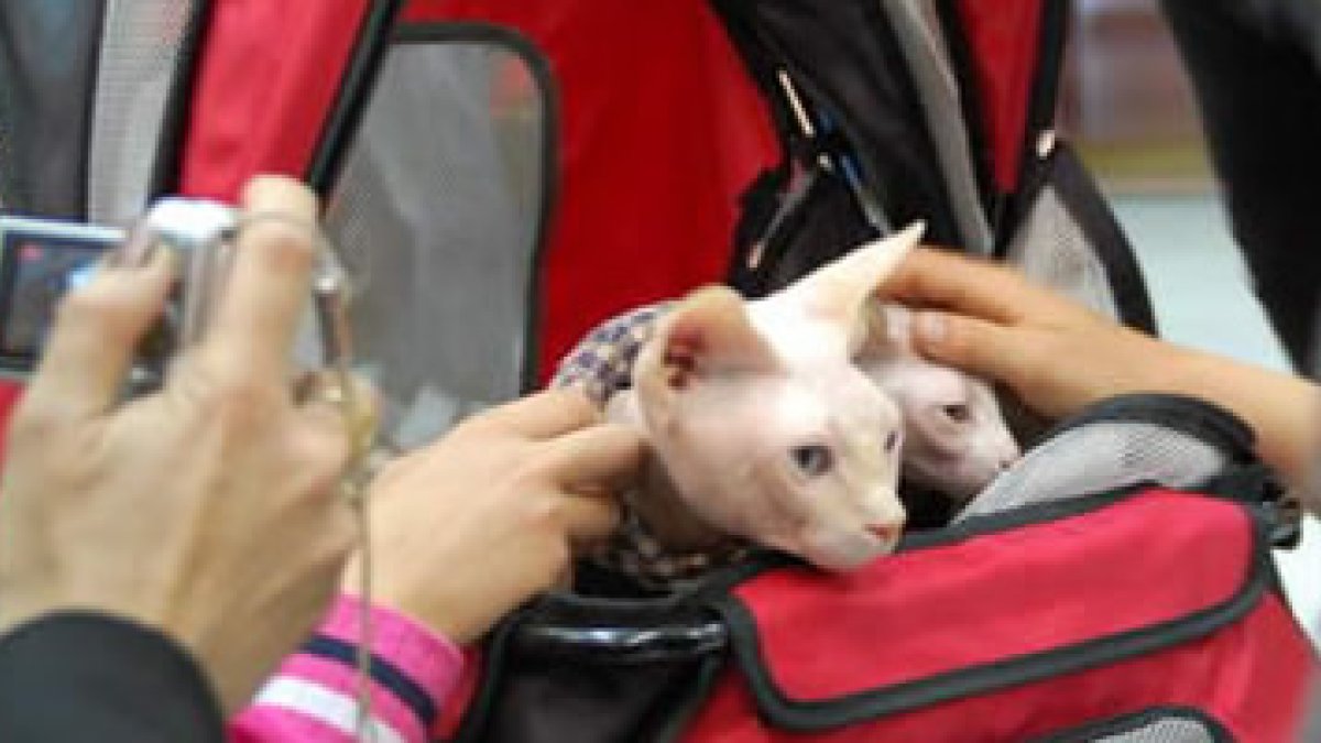 Dos pequeños gatos reciben los mimos de los visitantes de la exposición.