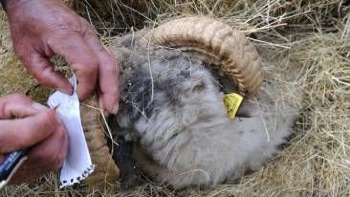 Un veterinario de la Junta marca a una de las reses muertas en la montaña leonesa
