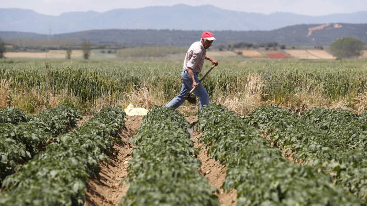 Un agricultor trabaja en sus tierras de Santibáñez de la Isla.