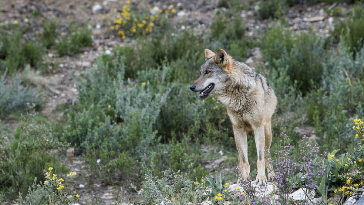 Lobo criado en semilibertad en el centro del lobo ibérico de Castilla y León. MARIAM A. MONTESINOS