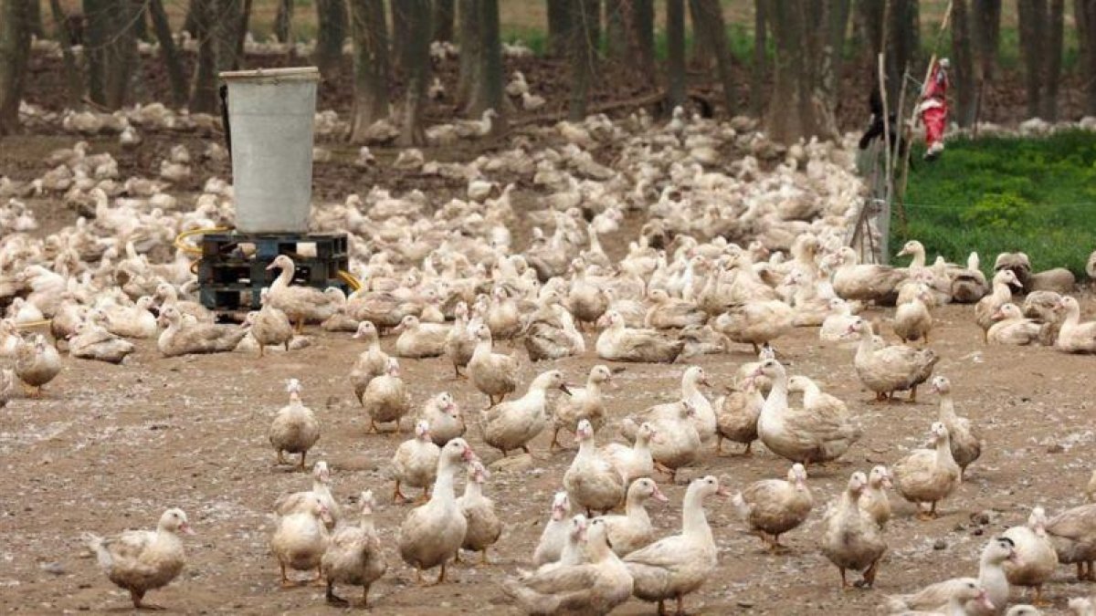 Patos en una explotación avícola del municipio de Sant Gregori, en la comarca del Gironès.