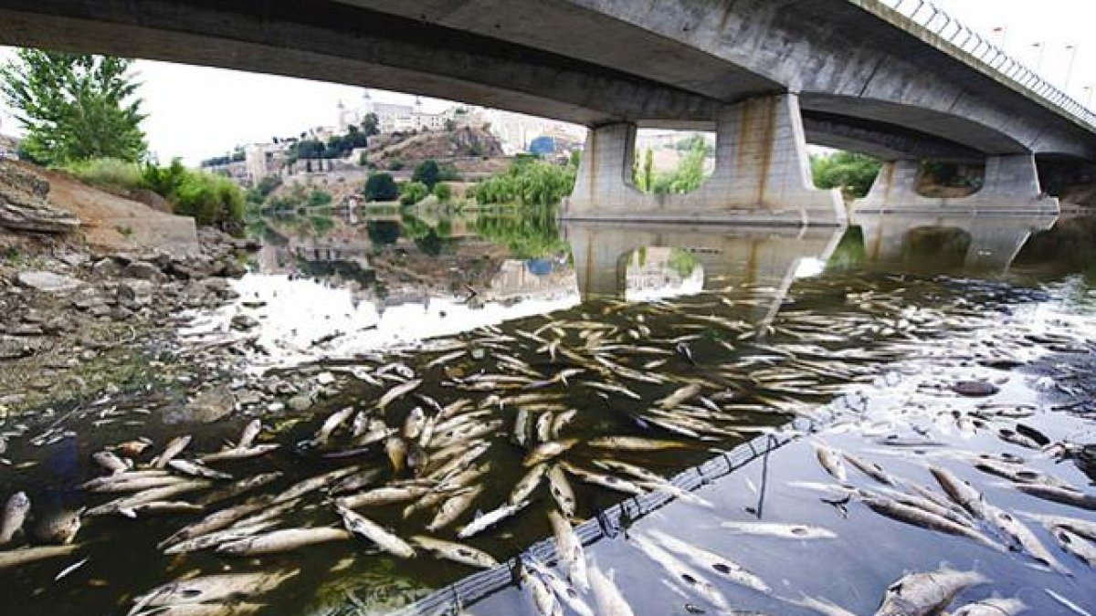 Miles de peces, entre ellos carpas y carpines, que aparecieron muertos en el 2012 a su paso por Toledo