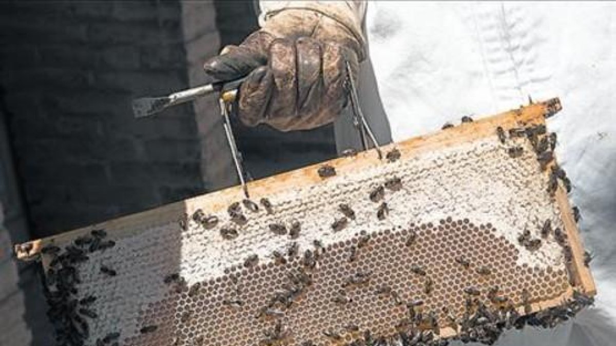 Las abejas, en plena actividad de fabricación de miel.