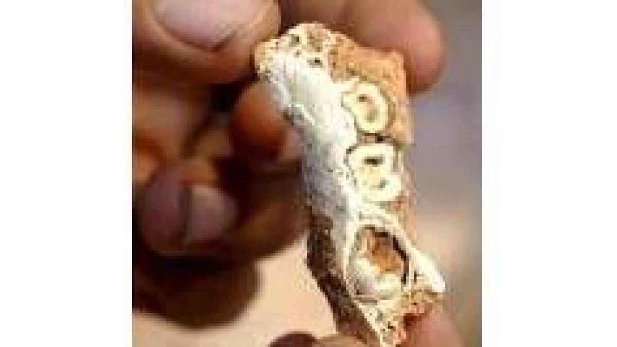 Detalle de una mandíbula de Homo Antecessor canibalizado