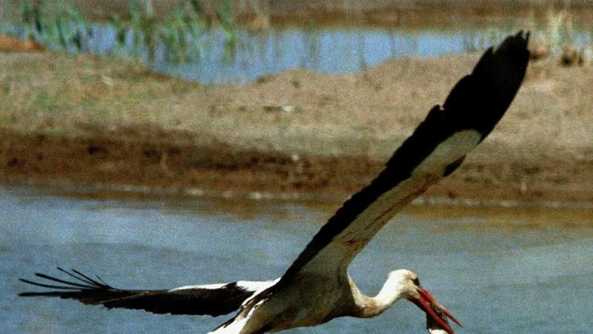 Una cigueña levanta el vuelo con un pez ya muerto, junto al Parque Nacional de Doñana.