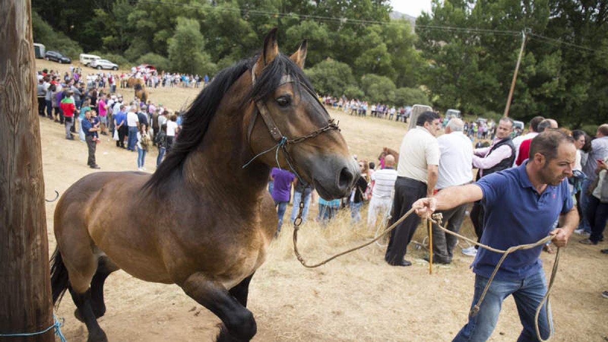 La edición de este año contó con cerca de 300 ejemplares de unas 50 ganaderías. F. OTERO PERANDONES