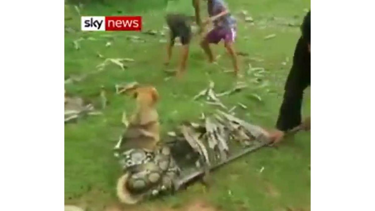 Unos niños liberan a un perro atrapado por una serpiente.