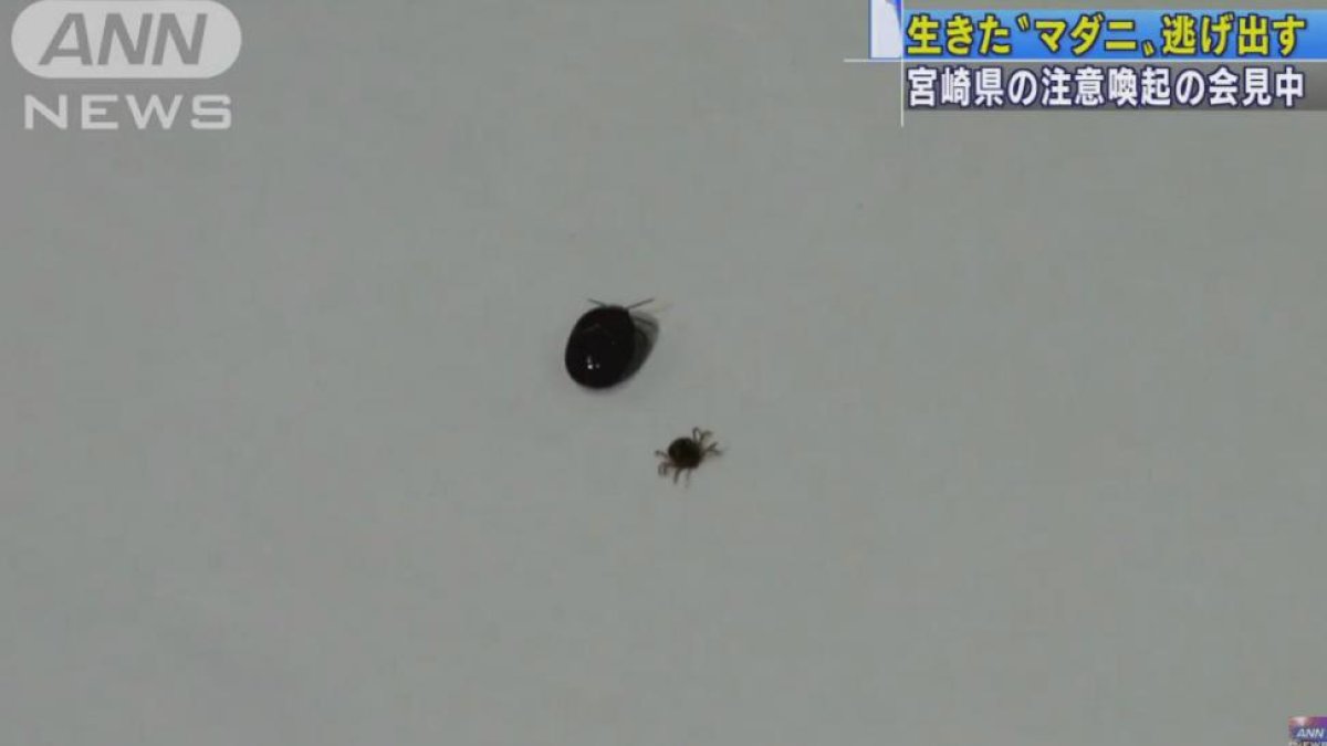 Las dos garrapatas infectadas, una muerta (grande) y otra viva (pequeña), durante el accidentado simposio en Japón
