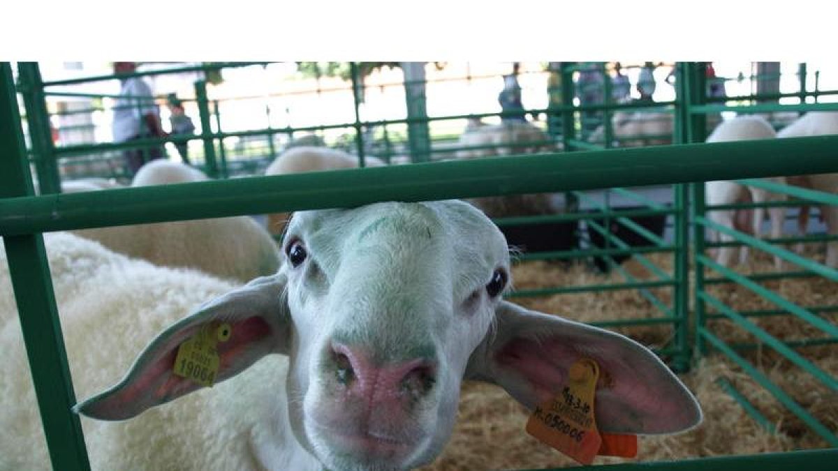 Un ejemplar de oveja productora de leche en una feria ganadera celebrada en la provincia de León.