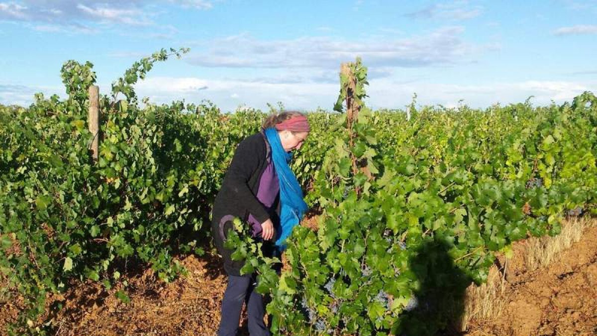 Ana Casis, supervisando el viñedo que la bodega tiene repartido en dos grandes parcelas en parajes distintos de Gordaliza del Pino. PC