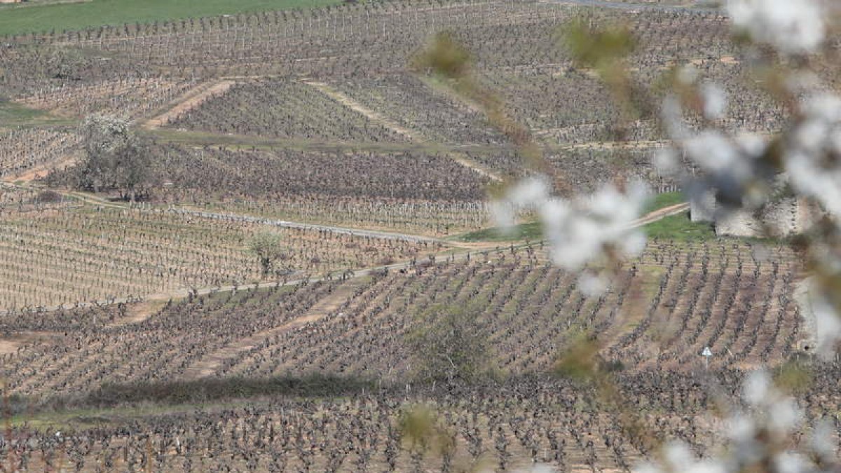 En el trabajo de campo se han analizado cepas de diferentes viñedos del Bierzo y León. ANA F. BARREDO